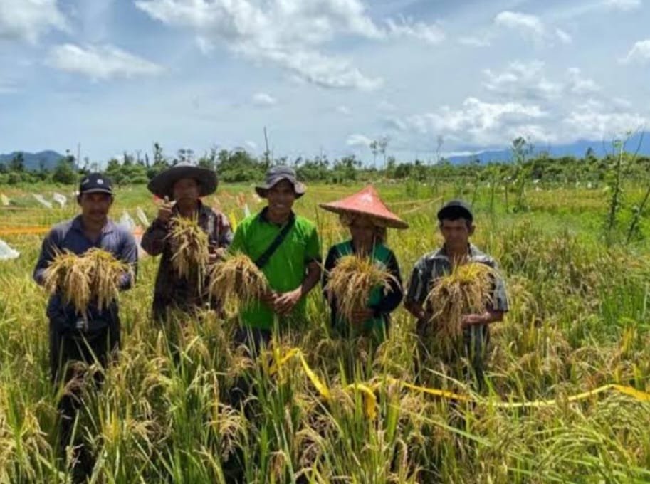 PENINGKATAN PRODUKSI BERAS MERAH