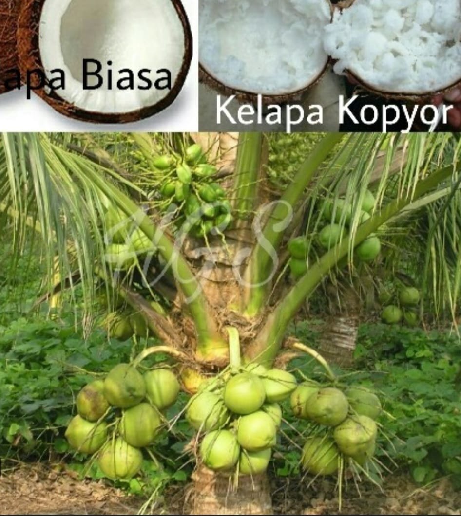 KELAPA KOPYOR GENJAH EXOTIC